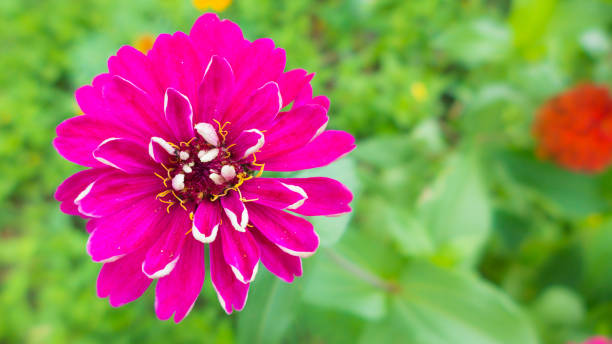 istock Bloomming pink flower in garden 1011668534