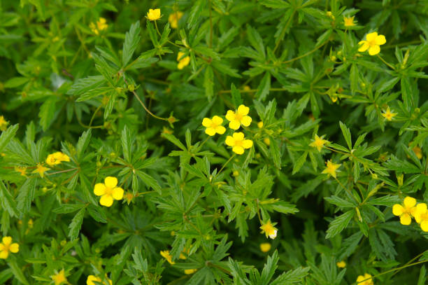 Potentilla erecta or common tormentil  green plant with yellow flowers Potentilla erecta or common tormentil  green plant with yellow flowers potentilla fruticosa stock pictures, royalty-free photos & images