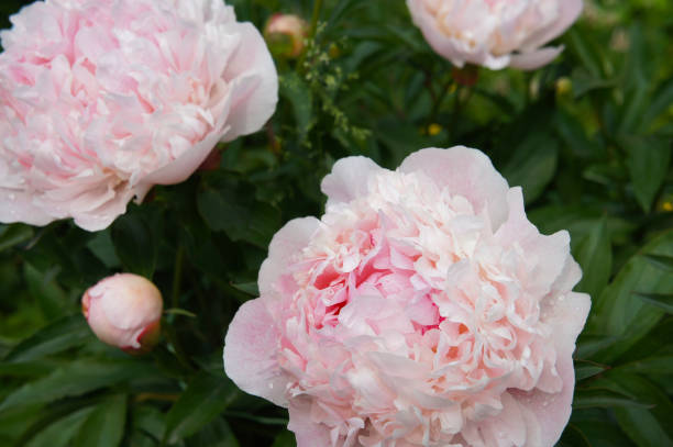 istock Peony cornelia shaylor pink flowers with green 1011675722
