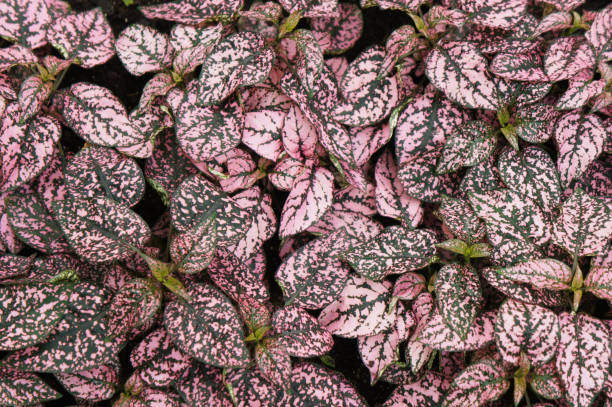 Hypoestes phyllostachya or  polka dot plant