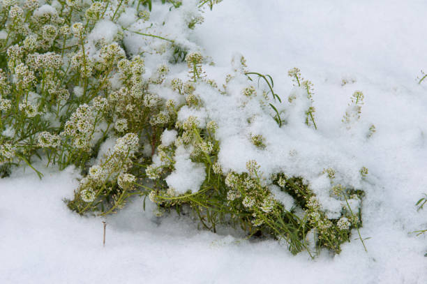 istock Autumn landscape, texture, background, pattern. The city flowerbed is covered with snow 1011676120
