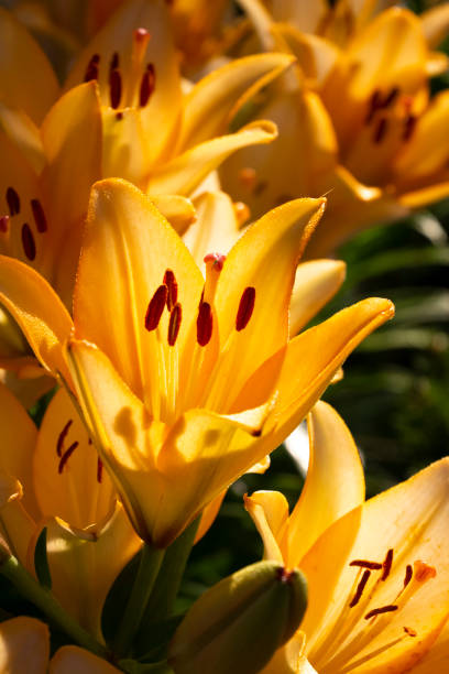 istock Yellow lily flowers 1011680428