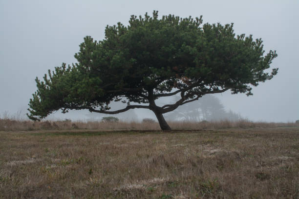 View of single big tree with lush green crown growing alone in remote field with foggy background