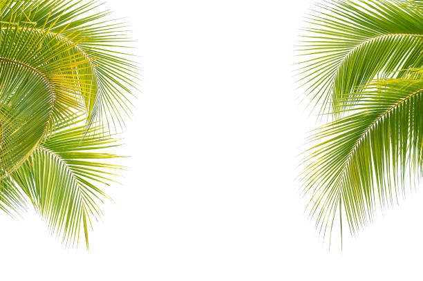 istock tropical coconut palm leaf isolated on white 1011680980