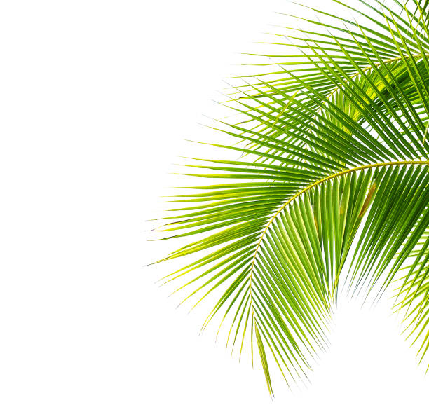 istock tropical coconut palm leaf isolated on white 1011683090