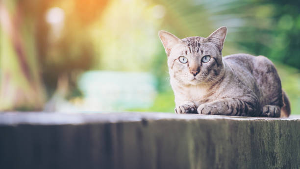 istock Cat on the house wall looking at camera 1011683130