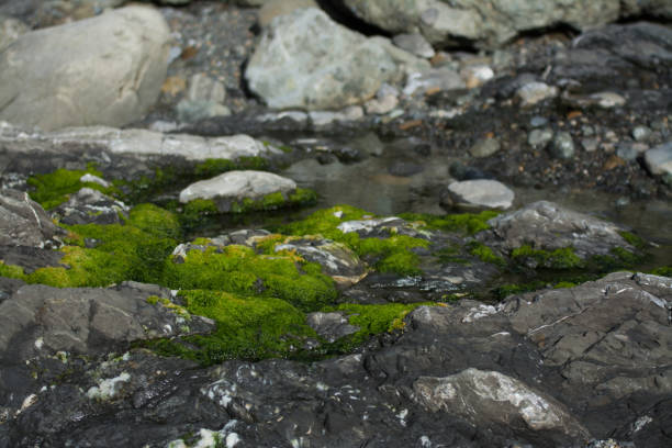 istock Mossy stones and rocks in water 1011691148