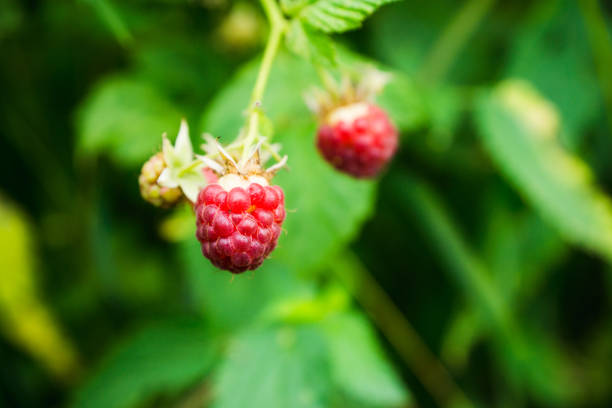 istock Branch with ripe raspberry in the garden 1011691150