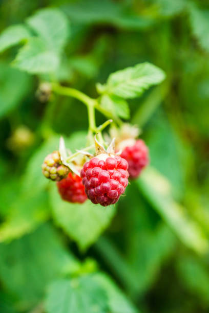 istock Branch with ripe raspberry in the garden 1011691158