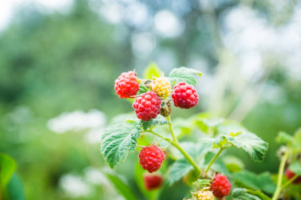 istock Branch with ripe raspberry in the garden 1011691190