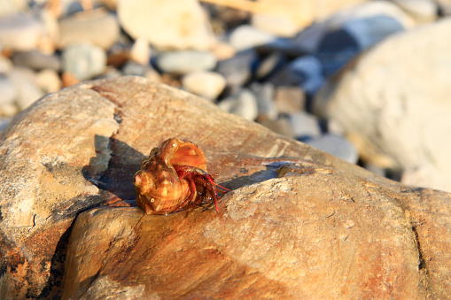 Small purple and red crab on a rock by the ocean