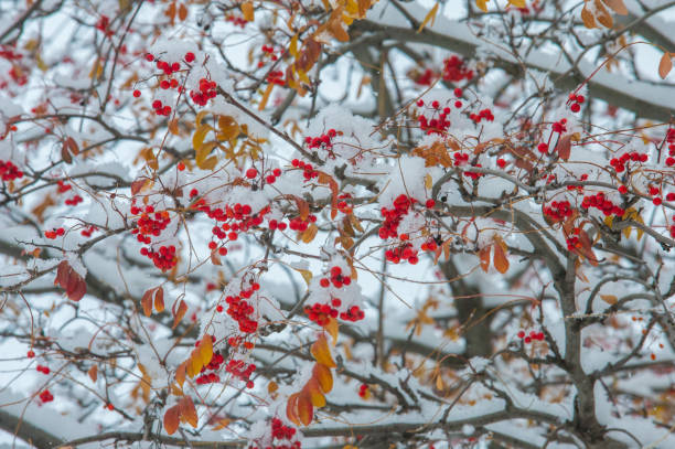 istock Texture, background, pattern. First snow. White and fluffy. Yellow leaves in the snow. End of November. The middle lane of Russia 1011693820