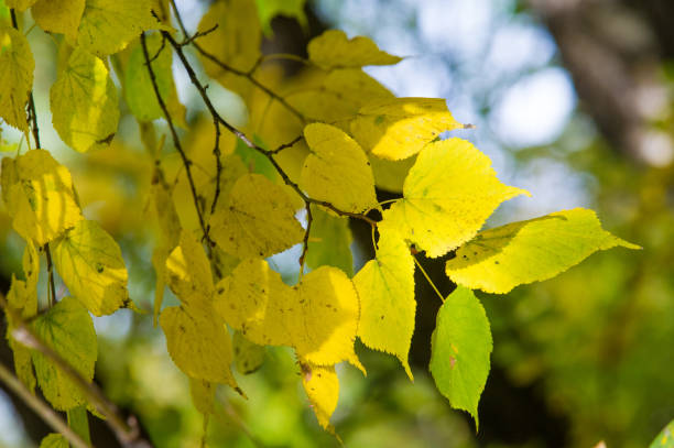 istock Texture, background, pattern. Yellow autumn leaves of a linden tree 1011694090