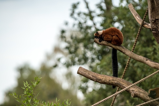 on a tree trunk there is a Red ruffed lemur and tries to sleep