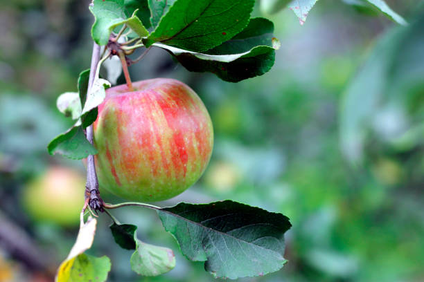 istock Green and red apple hanging on tree 1011699188