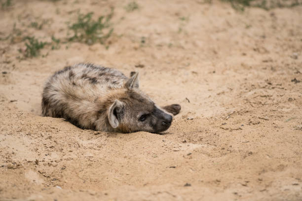 istock Hyena in the sand 1011699728
