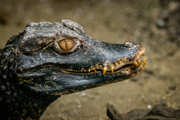 istock Head of a crocodile (Paleosuchus palpebrosus). Dwarf Caiman. 1011704450