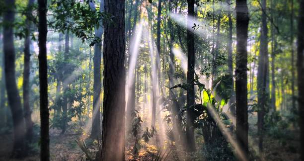 Forest Sunbeams Shafts of light penetrate through a humid forest. central america photos stock pictures, royalty-free photos & images