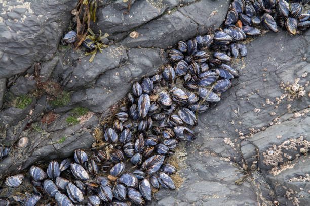 istock Wild mussels on rock 1011709198