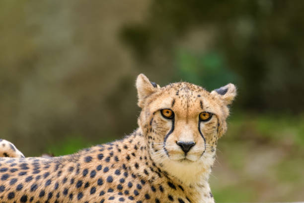 istock Closeup of a cheetah 1011711742