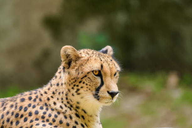 istock Closeup of a cheetah 1011711750