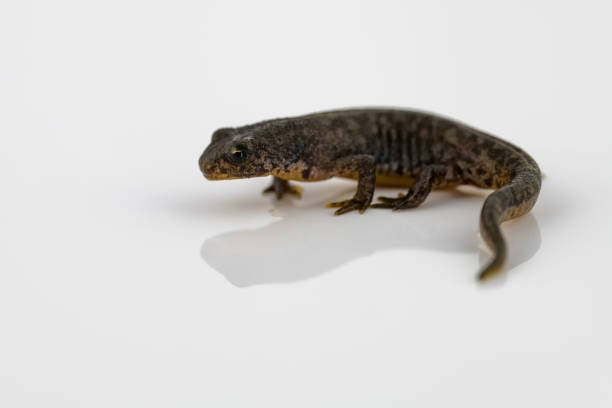 istock Great crested newt on a reflective white background 1011712356