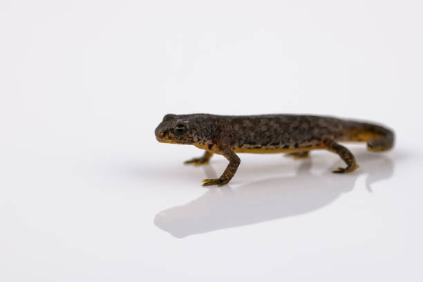 istock Great crested newt on a reflective white background 1011712390