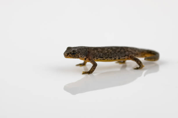 istock Great crested newt on a reflective white background 1011712396