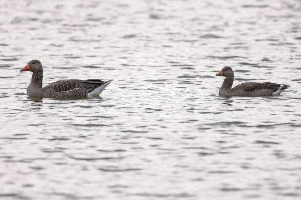 istock Gray geese swimming on a lake 1011712402