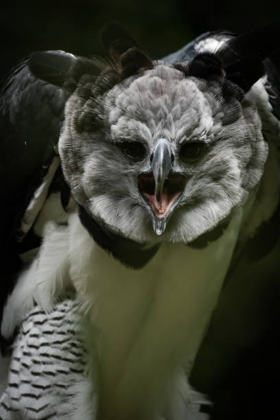 Harpy eagle by Thorsten Spoerlein (www.thorstenspoerlein.com) harpy eagle stock pictures, royalty-free photos & images