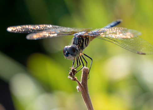 Closeup of a dragonfly perched on a stem in a garden