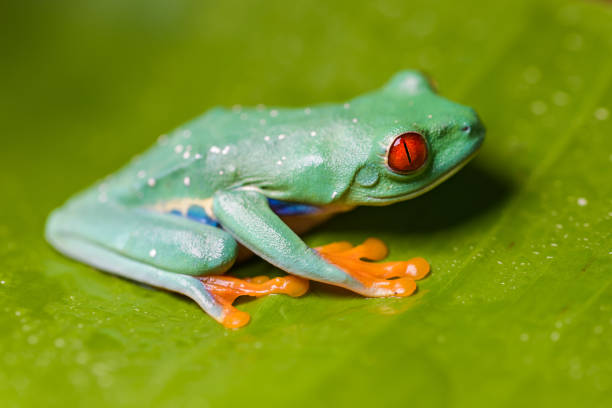istock red-eyed tree frog on a banana leaf 1011712554