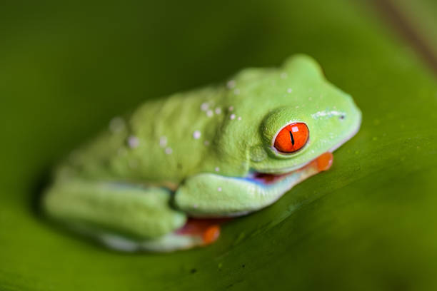 the red-eyed tree frog, is an arboreal hylid native to Neotropical rainforests where it ranges from Mexico, through Central America, to Colombia.