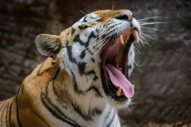 istock Male Siberian tiger yawning 1011714912