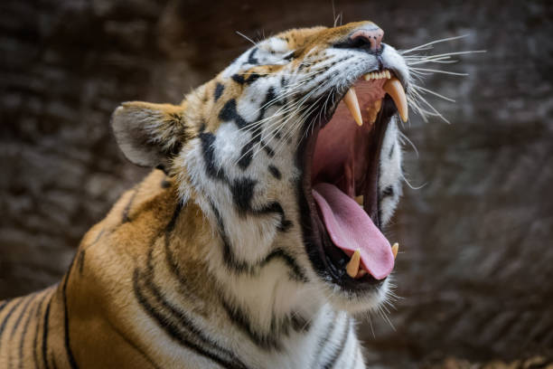 istock Male Siberian tiger yawning 1011714914