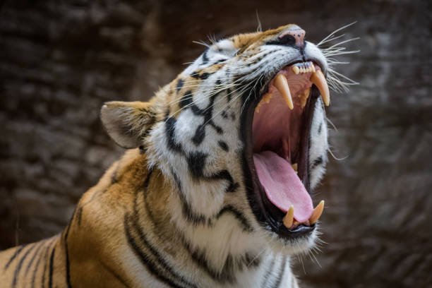 istock Male Siberian tiger yawning 1011714918