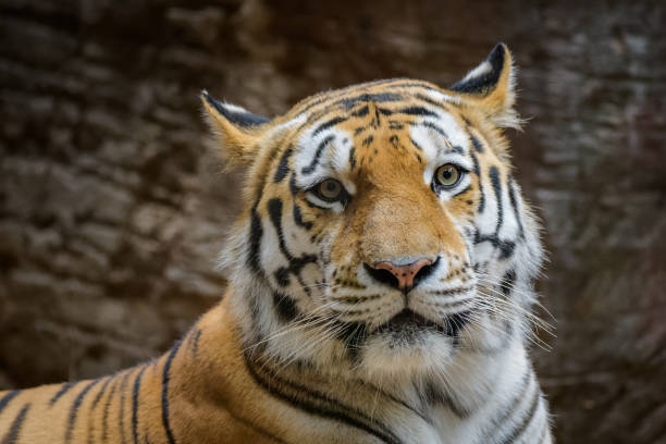 istock Male Siberian Tiger looking at the camera 1011715032