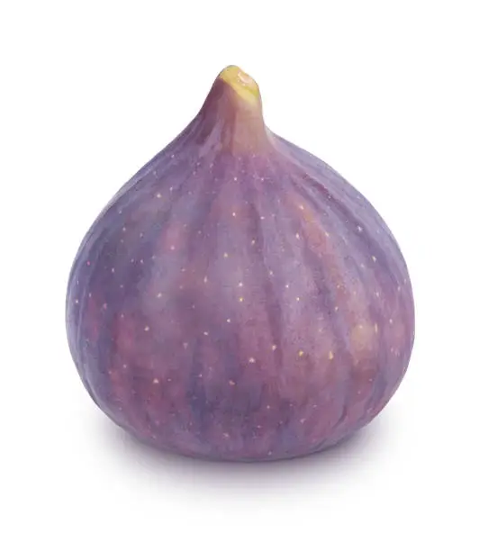 Photo of Ripe whole fig isolated on a white.