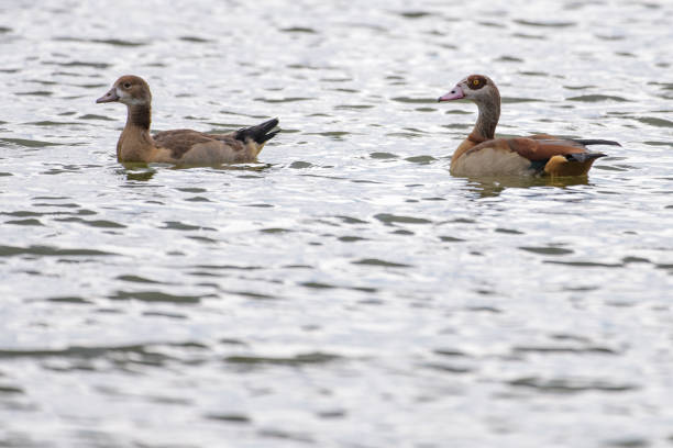 istock Nile geese swimming on a lake 1011715442