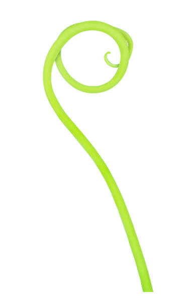 istock Cucumber creeping stem isolated on a white. 1011721434