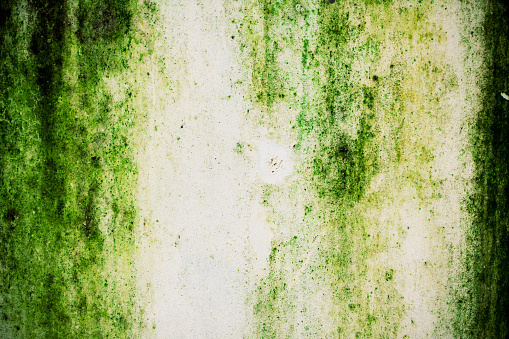 Green moss on the wall background