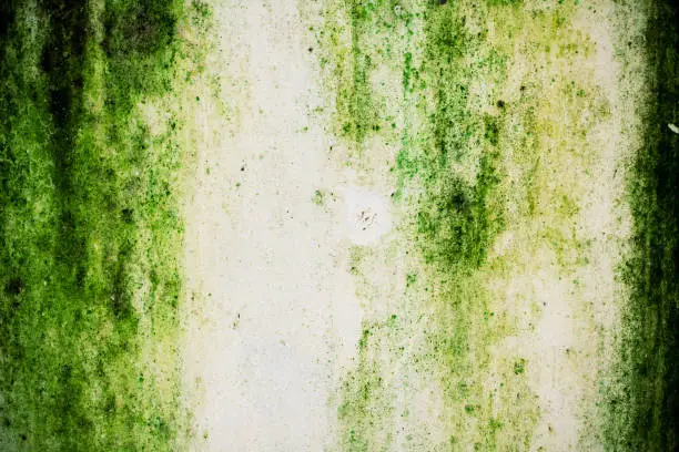 Photo of Green moss on the wall background