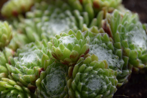 sempervivum arachnoideum com linhas brancas finas na parte superior - stone leek - fotografias e filmes do acervo