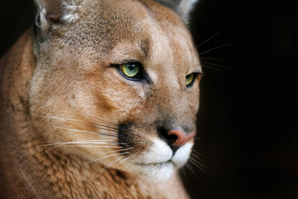 istock Puma close up portrait 1011728356