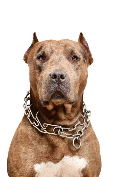 Portrait of a serious pit bull dog Portrait of a serious pit bull dog Isolated on white background pit bull power stock pictures, royalty-free photos & images