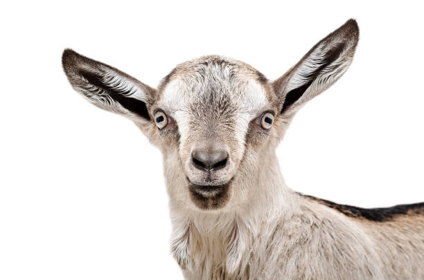 istock Portrait of a young gray goat 1011728716