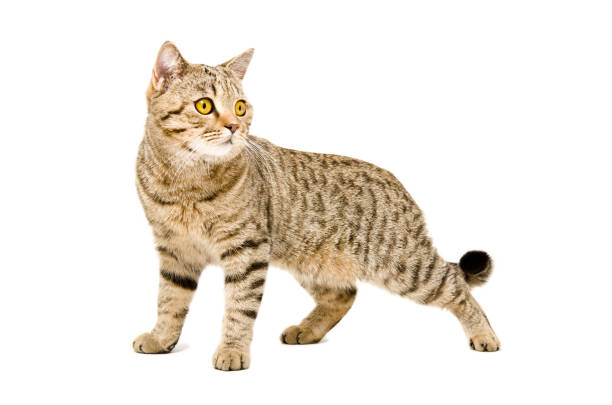istock Portrait Scottish Straight cat 1011728954