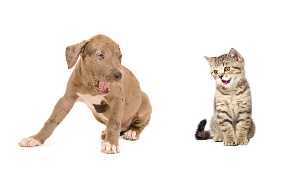 istock Puppy and kitten yawn together 1011728960