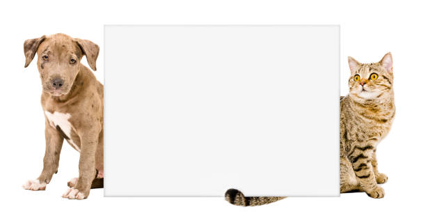 istock Puppy and cat sitting behind a poster 1011728962