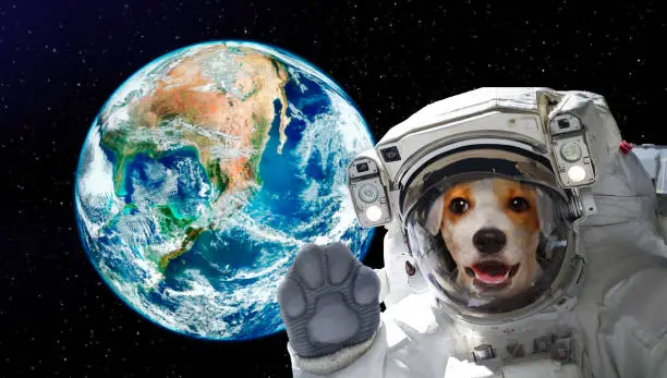 Photo of Pretty dog astronaut in space on background of the globe